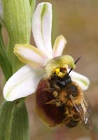 Ophrys splendida Rocher de Roquebrune 070410 (69)