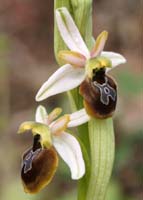 Ophrys splendida Rocher de Roquebrune 070410 (71)