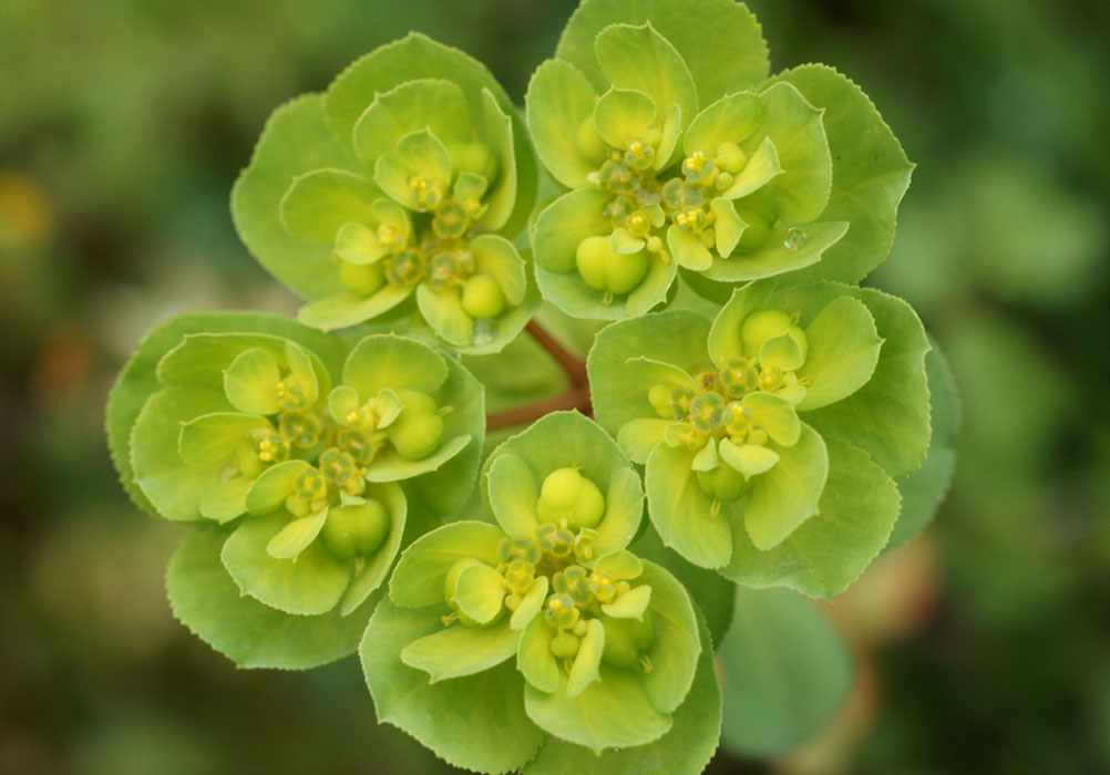 Euphorbia helioscopa Pierrefeu 080410 (56)