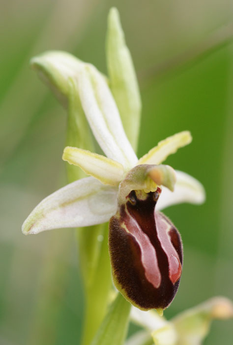 Ophrys exaltata ssp arachnitiformis Pierrefeu 080410 (20)