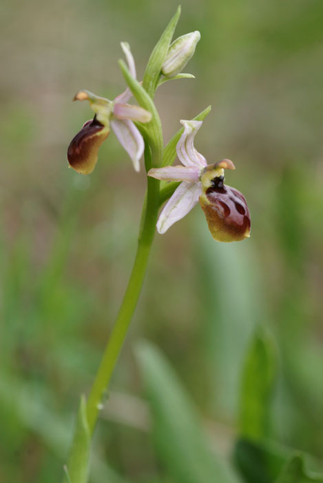 Ophrys exaltata ssp arachnitiformis Pierrefeu 080410 (21)