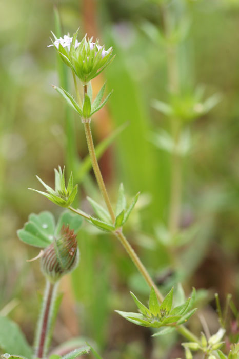 Sherardia arvensis Pierrefeu 080410 (56)