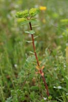 Euphorbia helioscopa Pierrefeu 080410 (55)