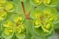 Euphorbia helioscopa Pierrefeu 080410 (57)