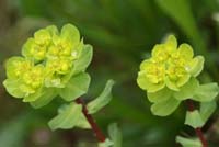Euphorbia helioscopa Pierrefeu 080410 (58)