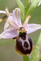 Ophrys exaltata ssp arachnitiformis Pierrefeu 080410 (18)