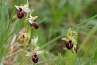 Ophrys exaltata ssp arachnitiformis Pierrefeu 080410 (19)