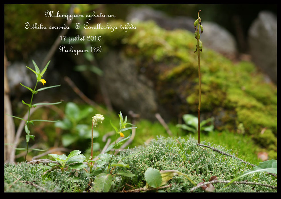Melampyrum-Orthilia-&-Corallorhiza
