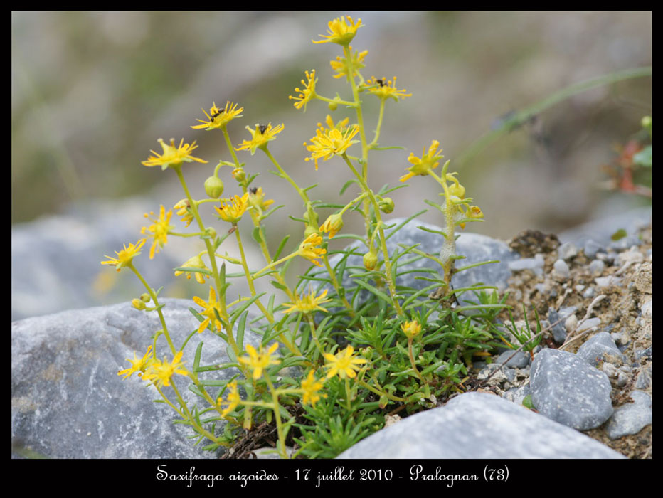 Saxifraga-aizoides2