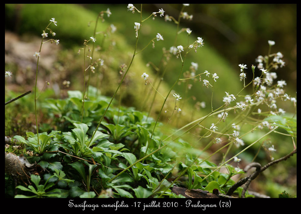 Saxifraga-cuneifolia