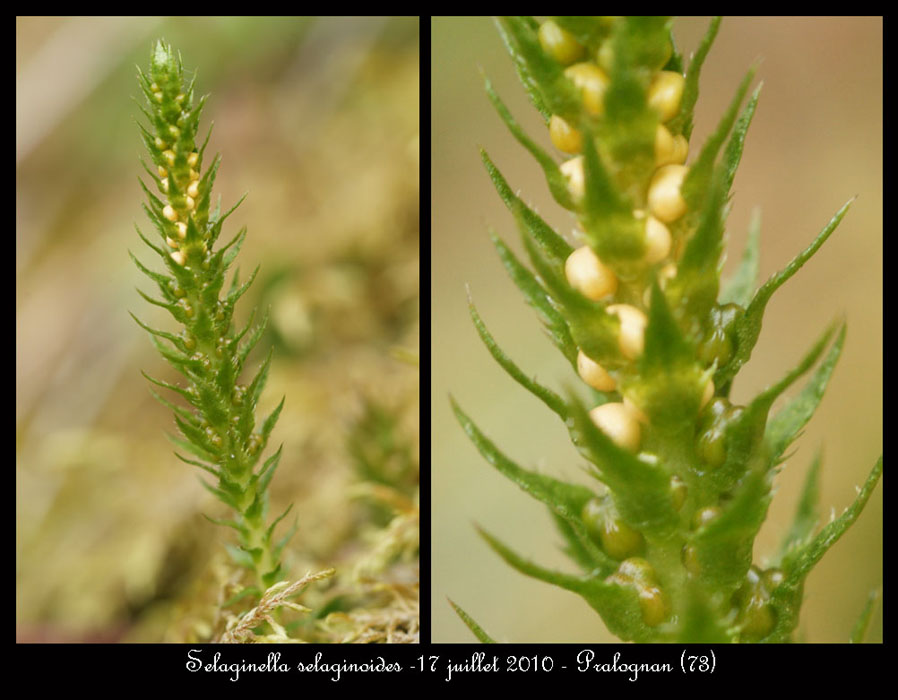 Selaginella-selaginoides