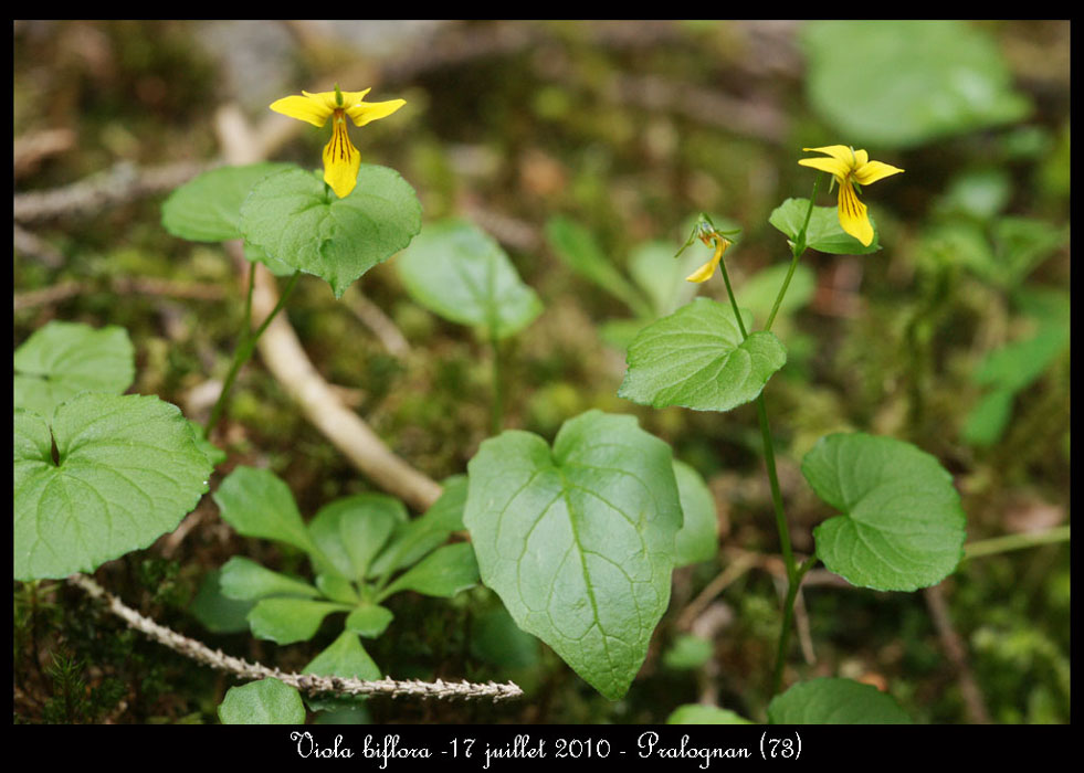 Viola-biflora