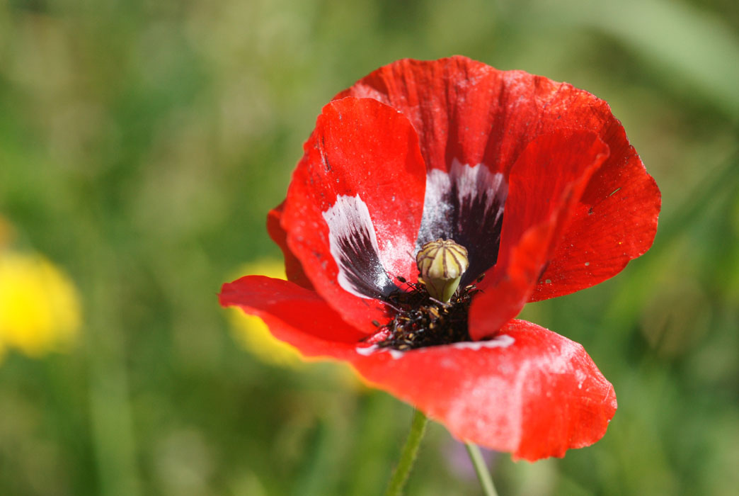 Papaver rhoeas Ramatuelle 060410 (72)