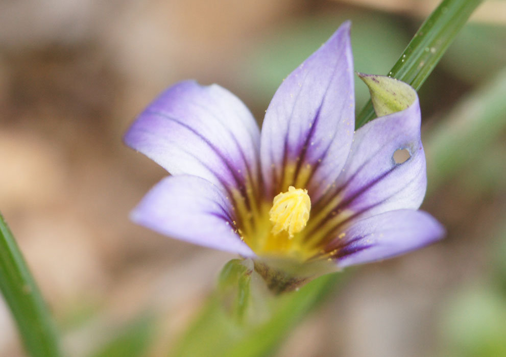 Romulea columnae Ramatuelle 060410 (40)