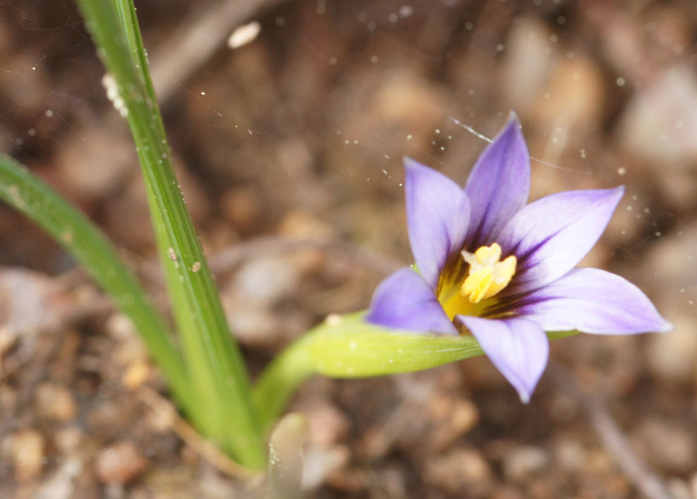 Romulea columnae Ramatuelle 060410 (41)