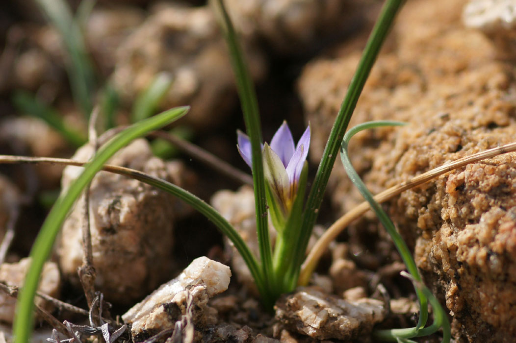 Romulea columnae Ramatuelle 060410 (43)