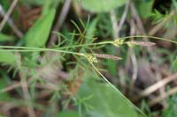 Carex hallerana  Ramatuelle 060410 (57)