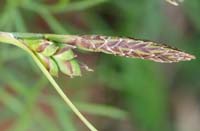 Carex hallerana  Ramatuelle 060410 (58)