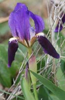 Iris lutescens Ramatuelle 060410 (34)