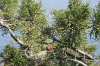 Juniperus phoenicea Ramatuelle 060410 (49)