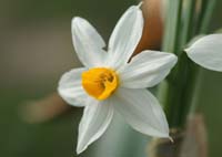 Narcissus tazetta Ramatuelle 060410 (31)