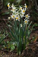 Narcissus tazetta Ramatuelle 060410 (33)