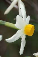 Narcissus tazetta Ramatuelle 060410 (34)