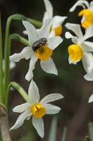 Narcissus tazetta Ramatuelle 060410 (35)