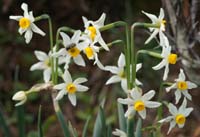 Narcissus tazetta Ramatuelle 060410 (36)