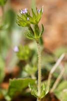 Sherardia arvensis Ramatuelle 060410 (61)