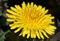 Sonchus asper ssp glaucescens  Ramatuelle 060410 (20)