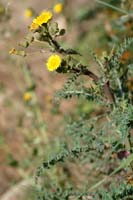 Sonchus asper ssp glaucescens  Ramatuelle 060410 (21)