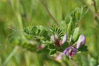 Vicia sativa Ramatuelle 060410 (69)