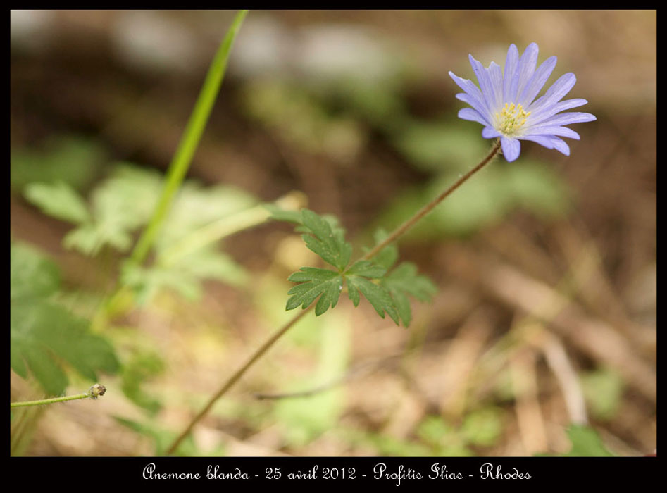 Anemone-blanda