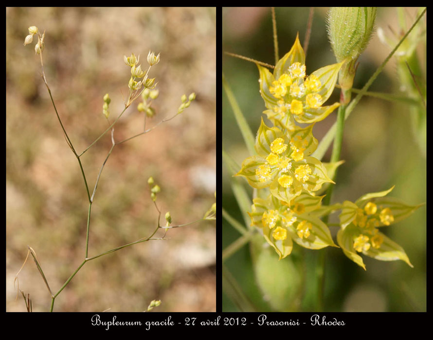 Bupleurum-gracile