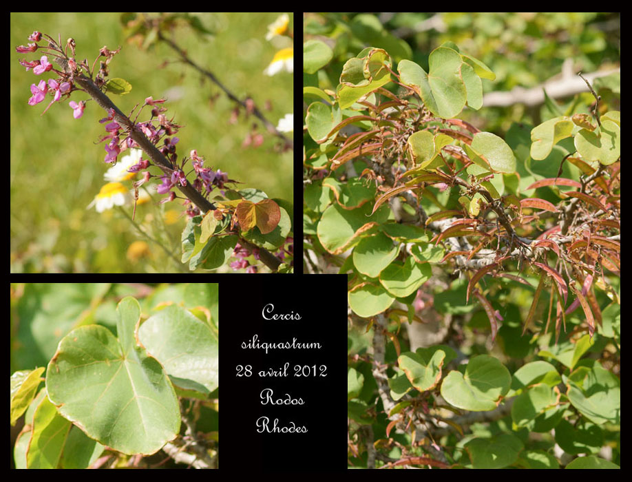 Cercis-siliquastrum