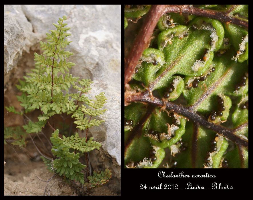 Cheilanthes-acrostica