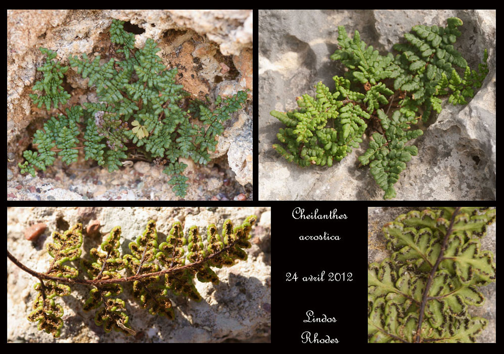 Cheilanthes-acrostica2