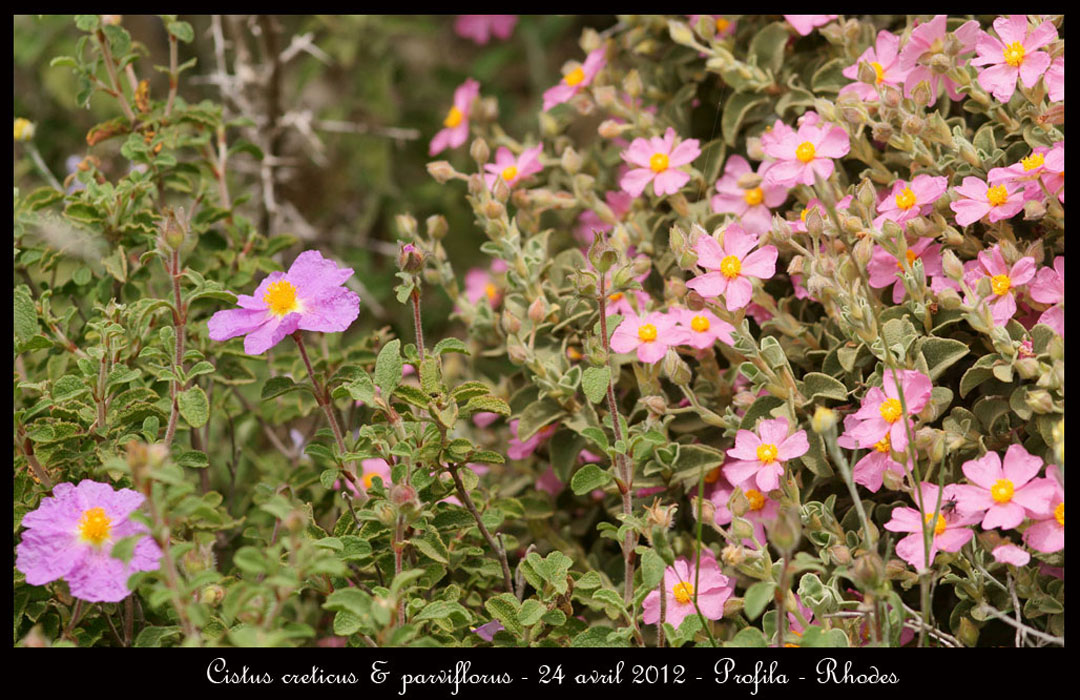 Cistus-creticus-&-parviflorus