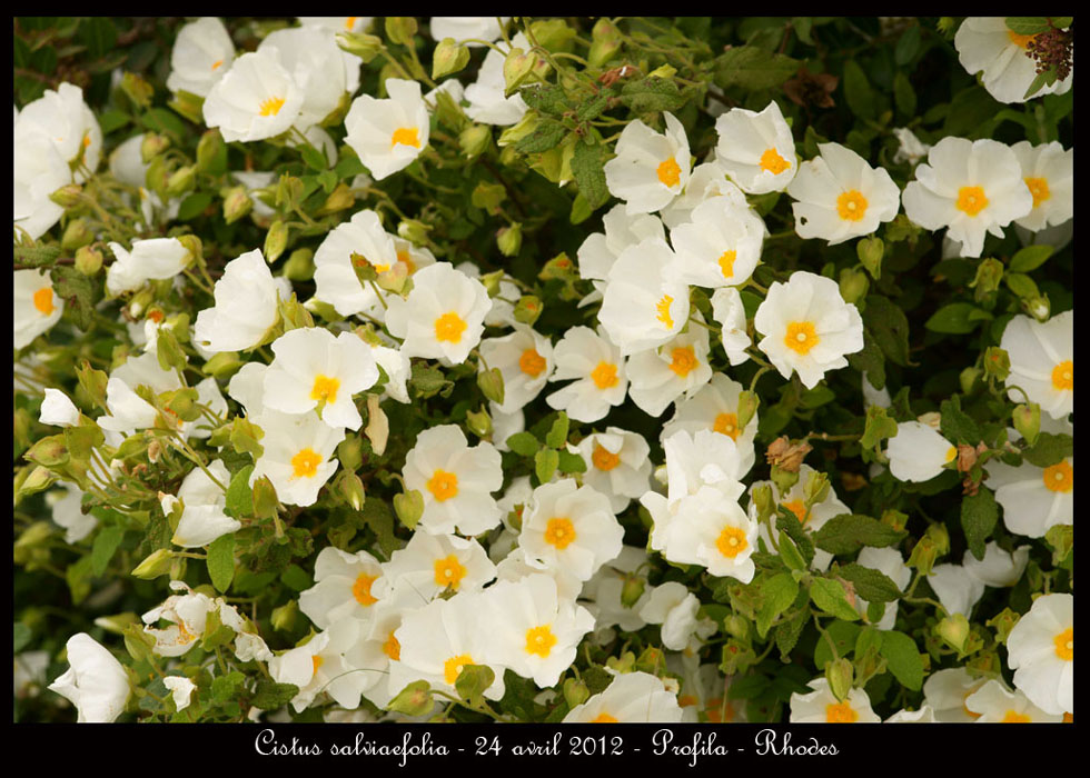 Cistus-salviaefolia2