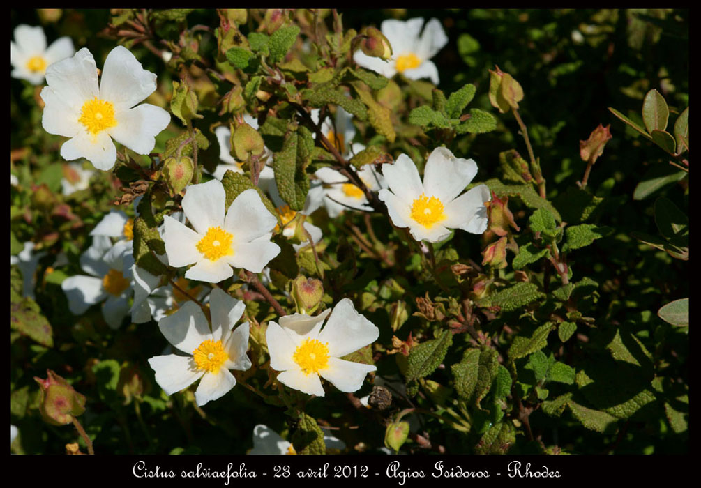 Cistus-salviaefolia3