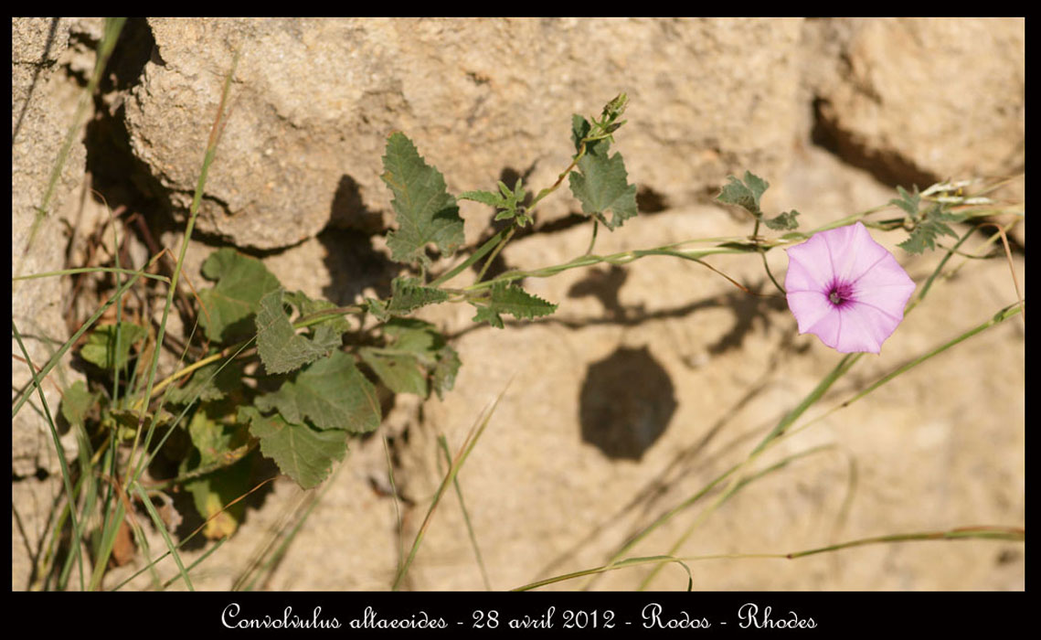 Convolvulus-altaeoides