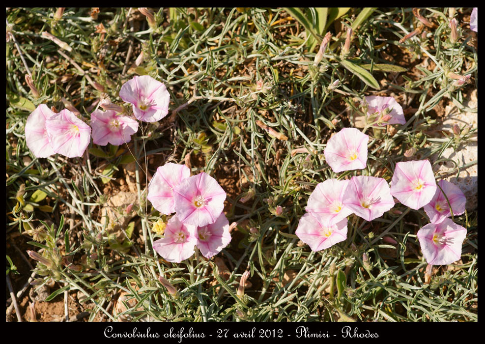 Convolvulus-oleifolius