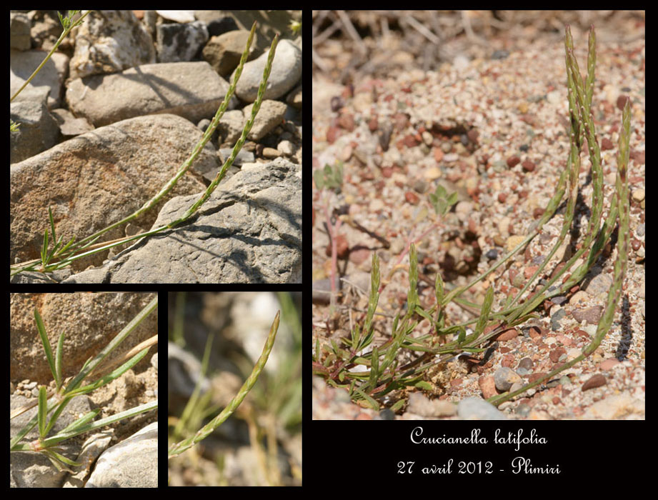 Crucianella-latifolia