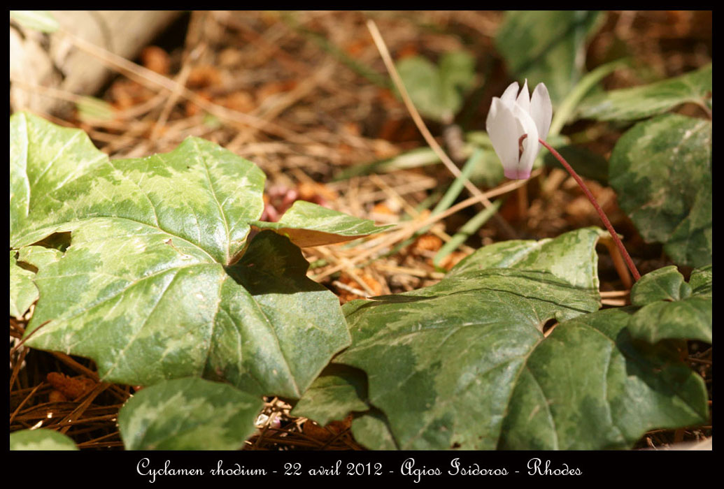 Cyclamen-rhodium