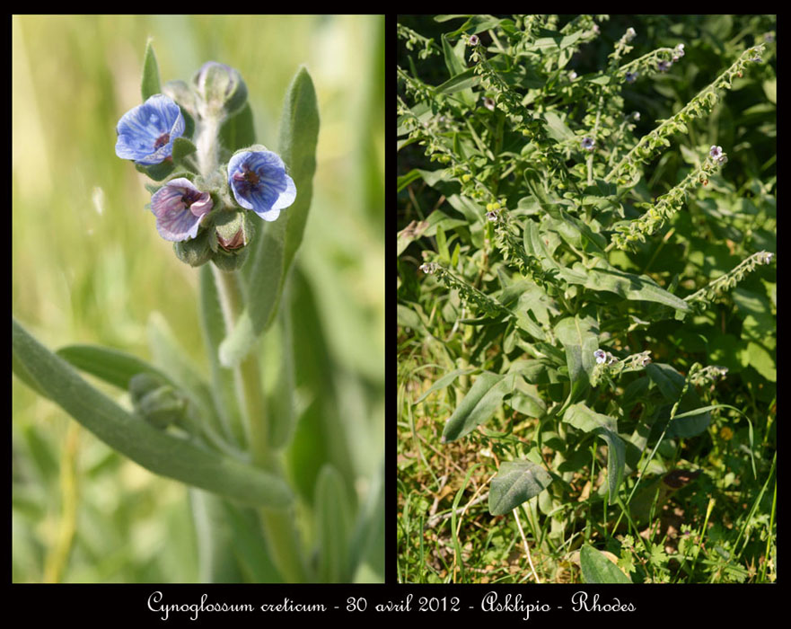 Cynoglossum-creticum