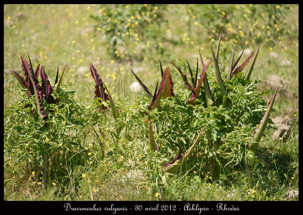 Dracunculus-vulgaris