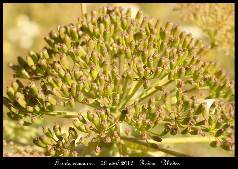 Ferula-communis