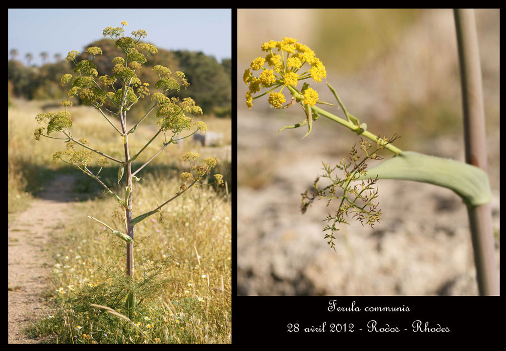 Ferula-communis2