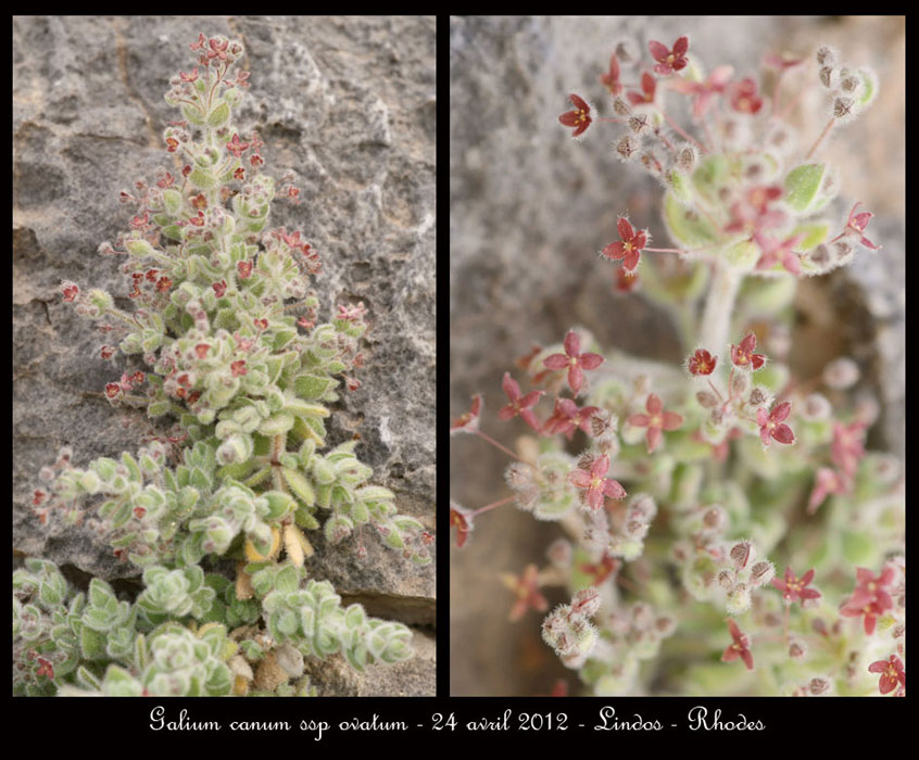 Galium-canum-ssp-ovatum2